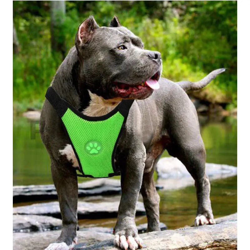 No-Pull Mesh Dog Harness